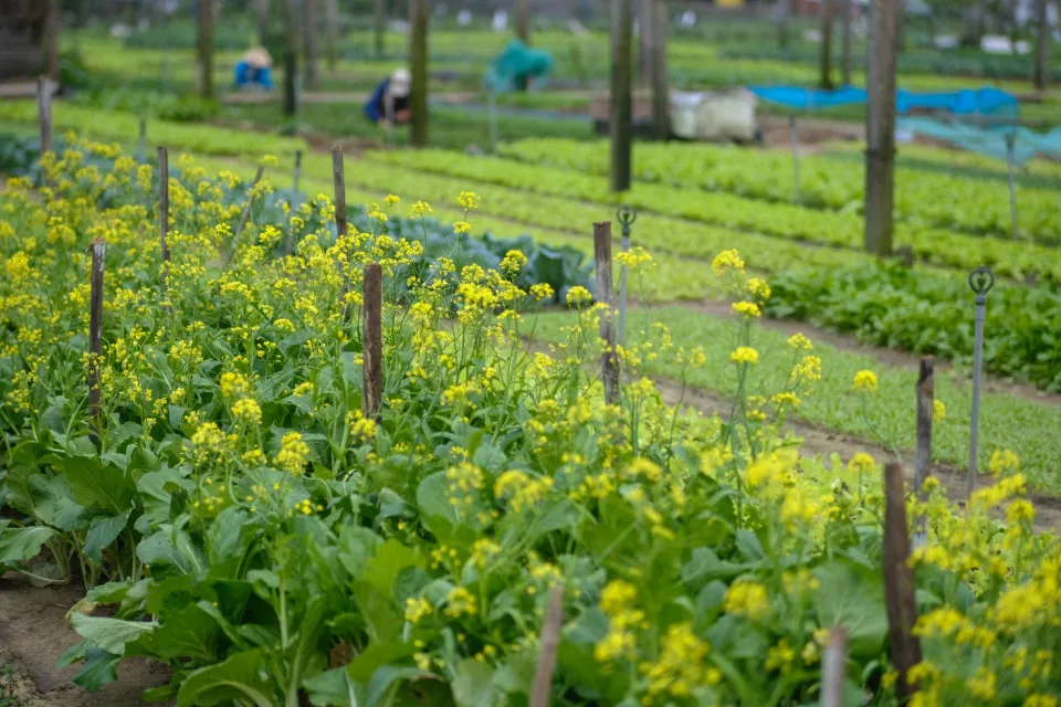 Vườn rau của Đào Văn Vĩnh